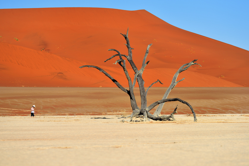 Désert du Namib et ses dunes rouges, Deadvlei, Sossusvlei, en Namibie
