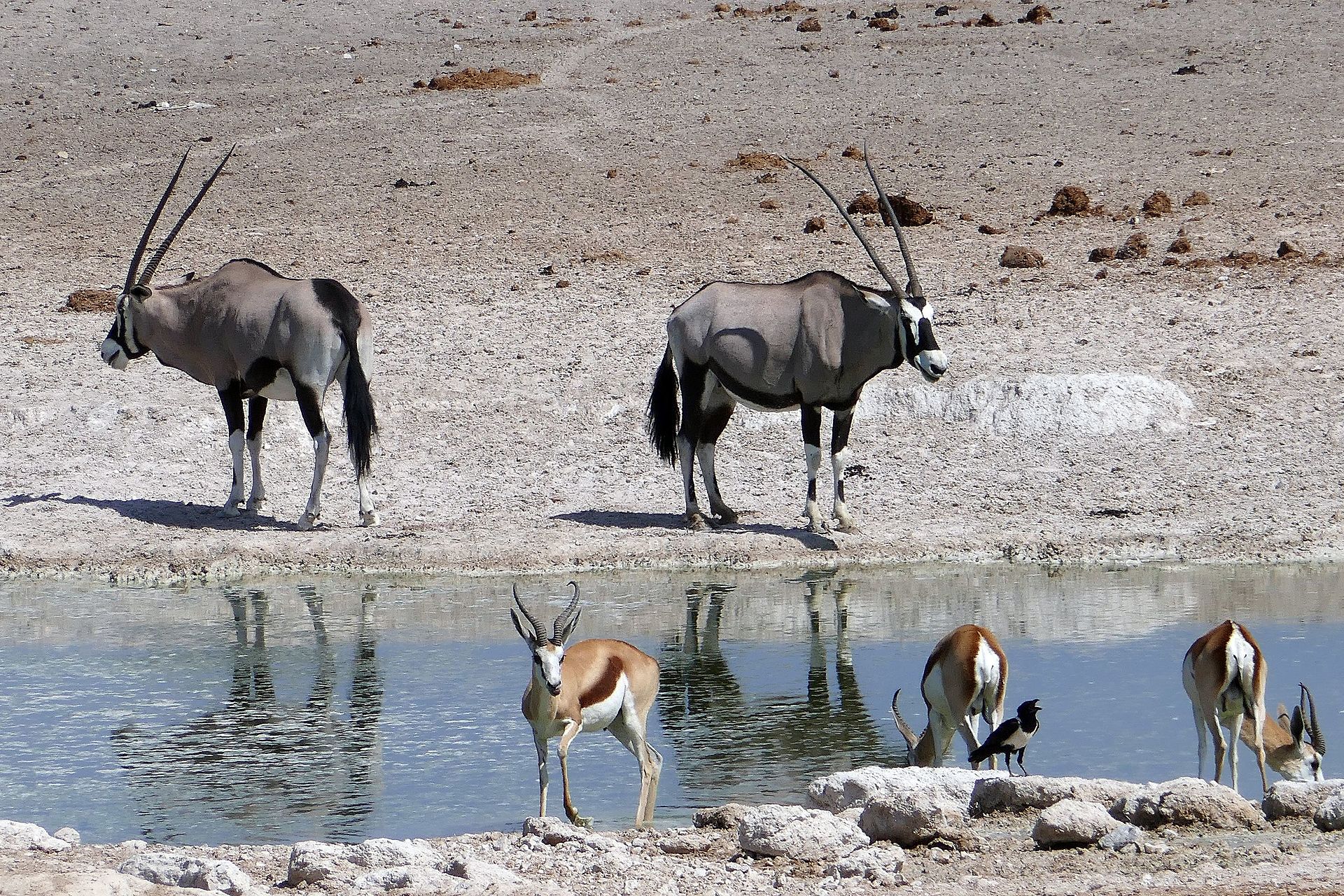 Parc national d'Etosha avec oryx springboks en Namibie