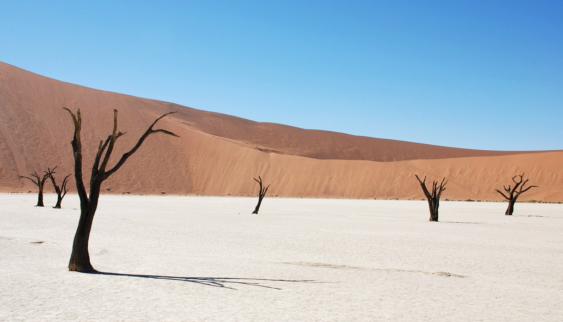 Dead Vlei, cuvette d'argile blanche près de Sossusvlei, dans le désert du Namib, en Namibie
