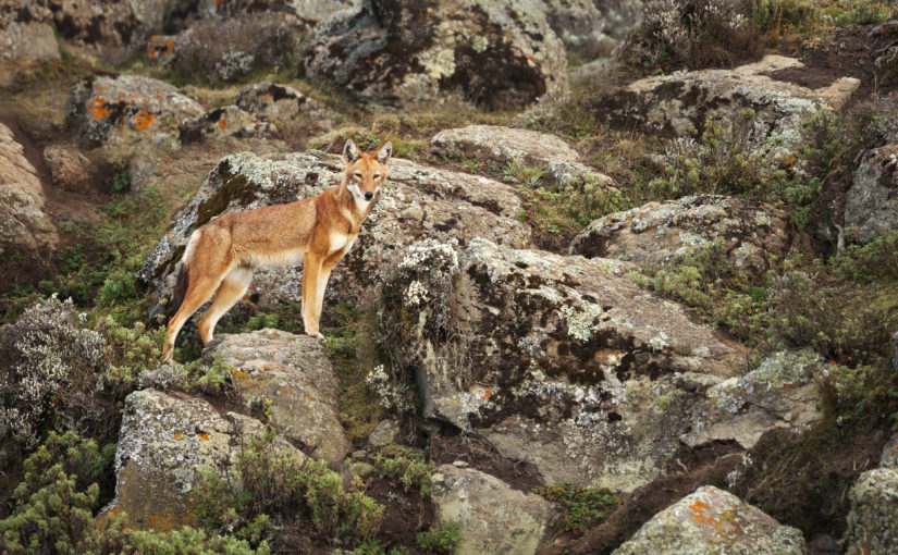 Loup d'Abyssinie en Ethiopie dans le Parc Simien