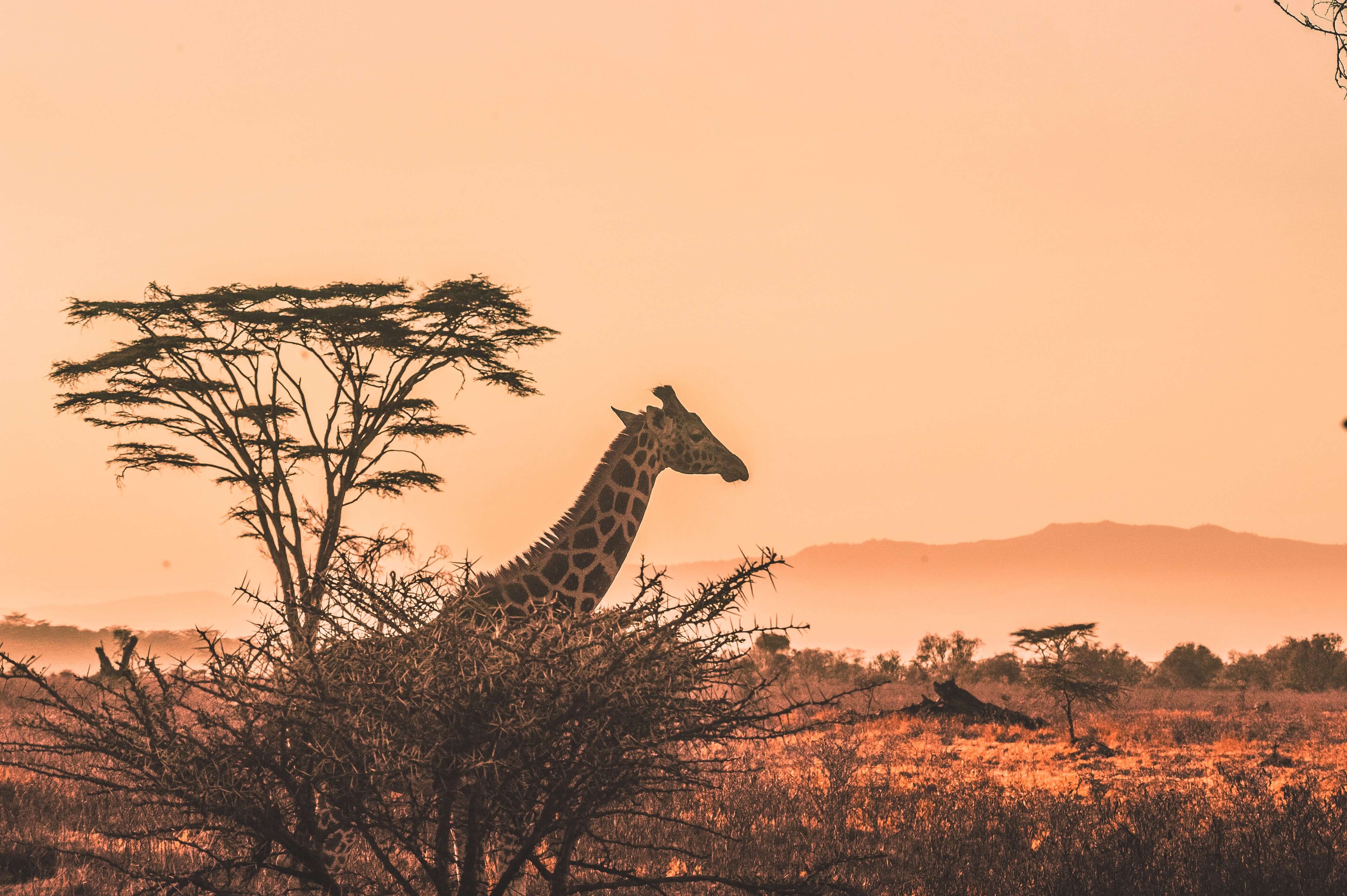 Girafe dans la savane africaine