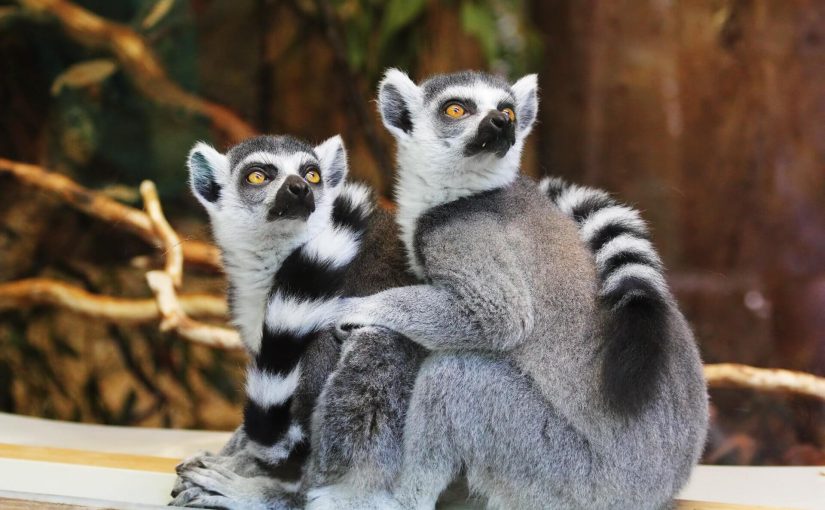 Lémurien Maki Catta de Madagascar